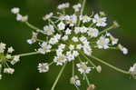 Water hemlock